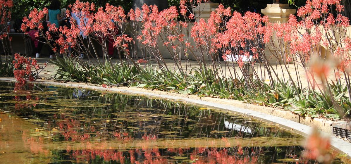 Vista dell'Aquarium con Aloe maculata in fiore Vista dell'Aquarium con Aloe maculata in fiore
