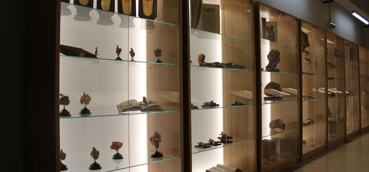 Anatomy collection -  Exhibition hall