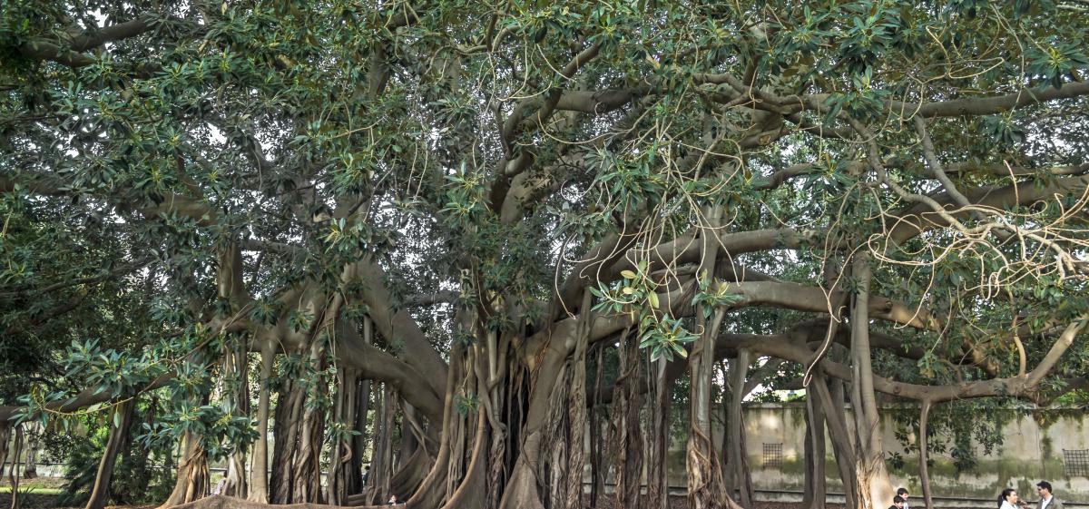 Ficus magnolioide - Ficus macrophylla f. columnaris