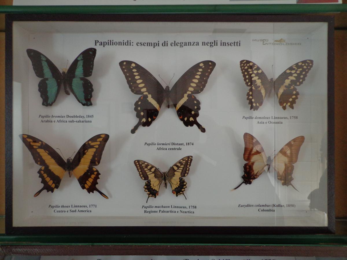 Papilionidae of the Agricultural Entomology Collection