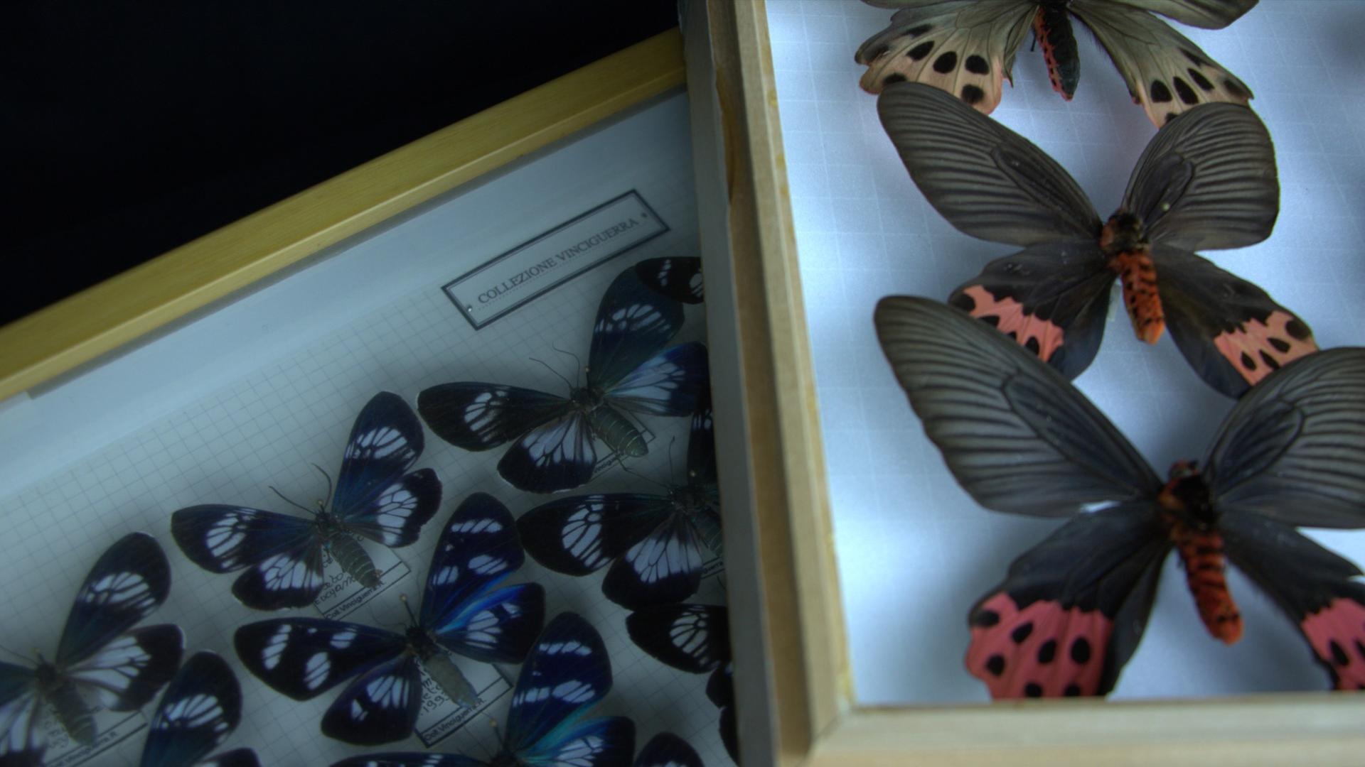 Collezione entomologica