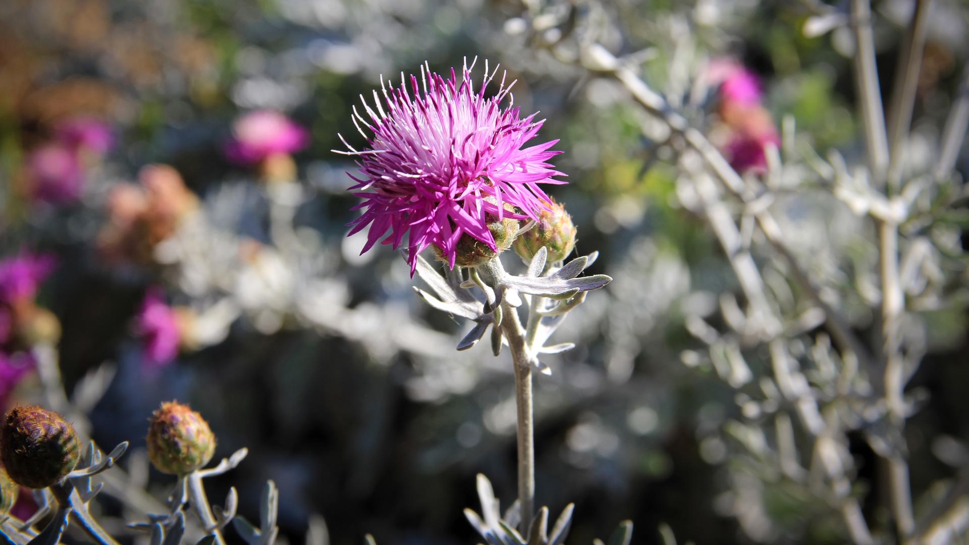 Collinetta mediterranea
