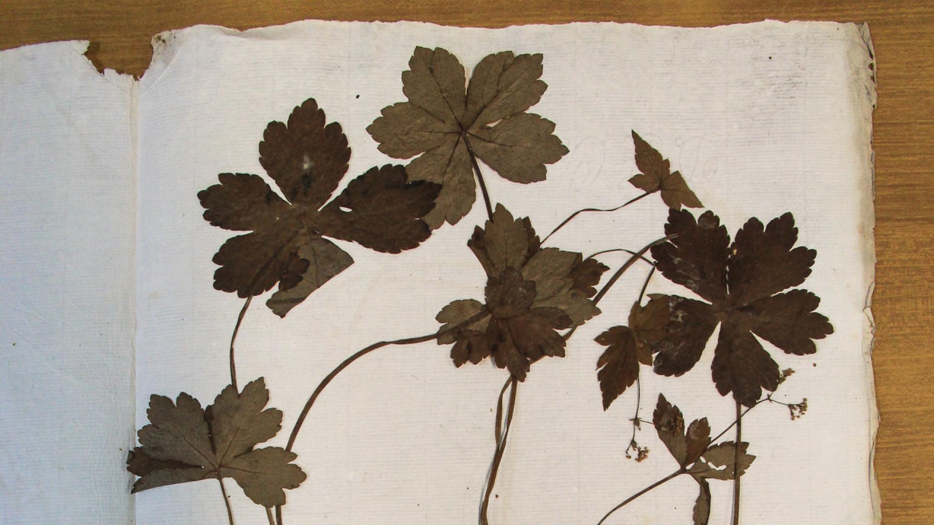 Herbarium mediterraneum