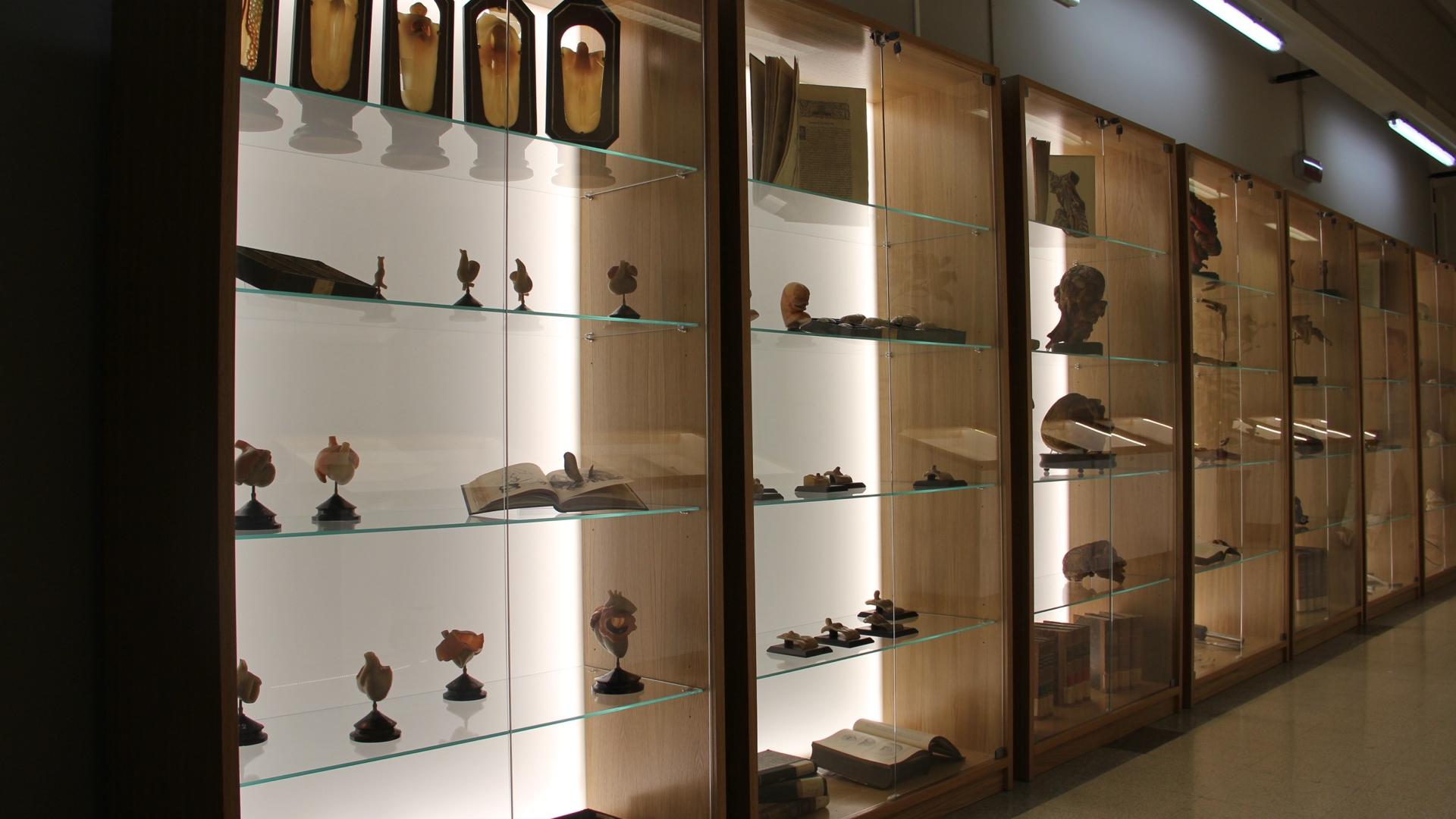 Anatomy collection -  Exhibition hall