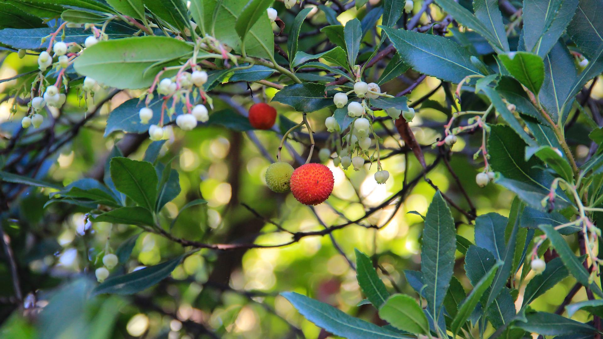 Macchia mediterranea