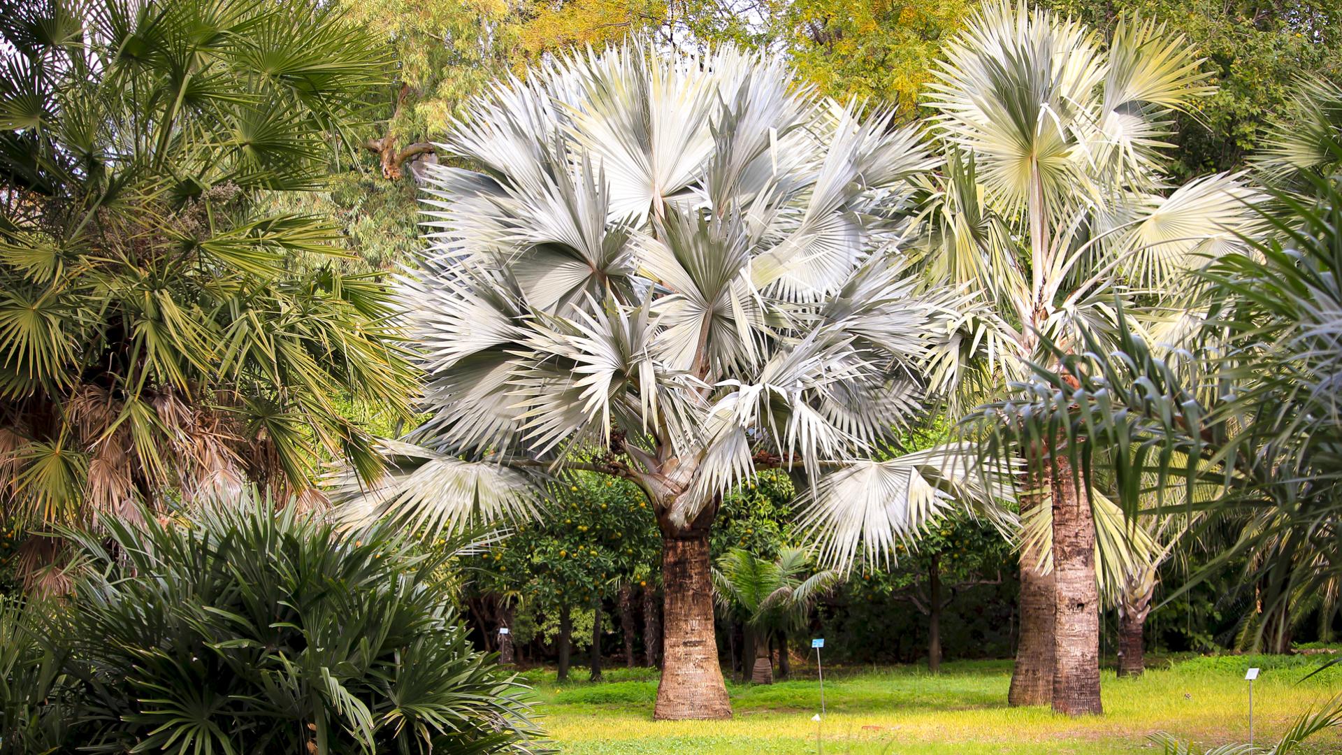 Palmetum