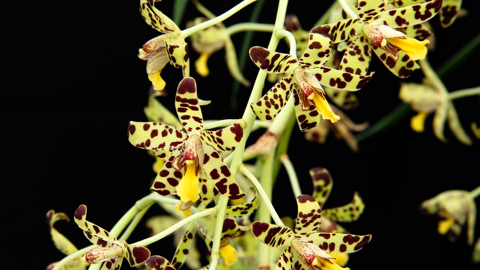 Serre delle Orchidee