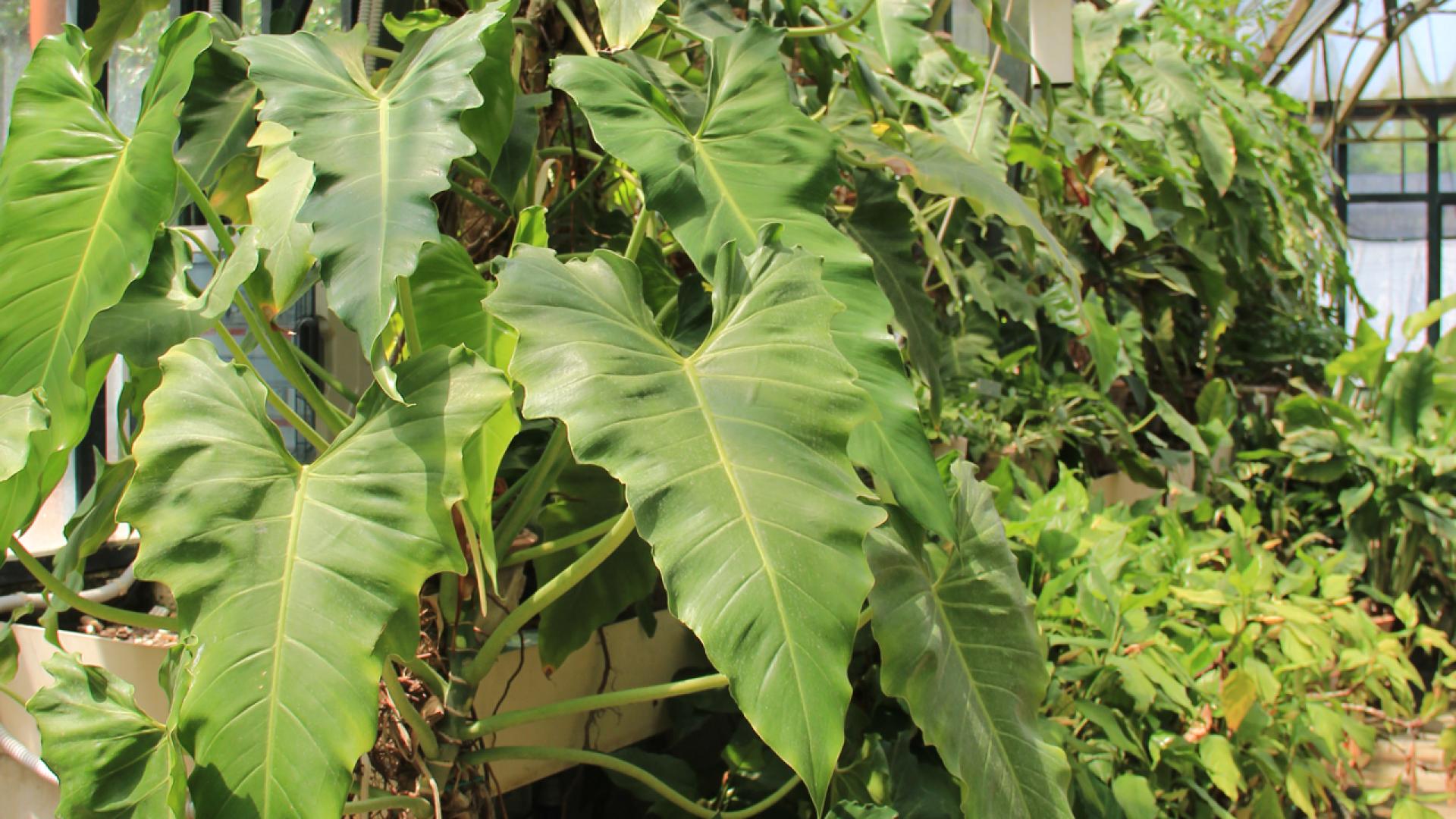 Serra Tropicale