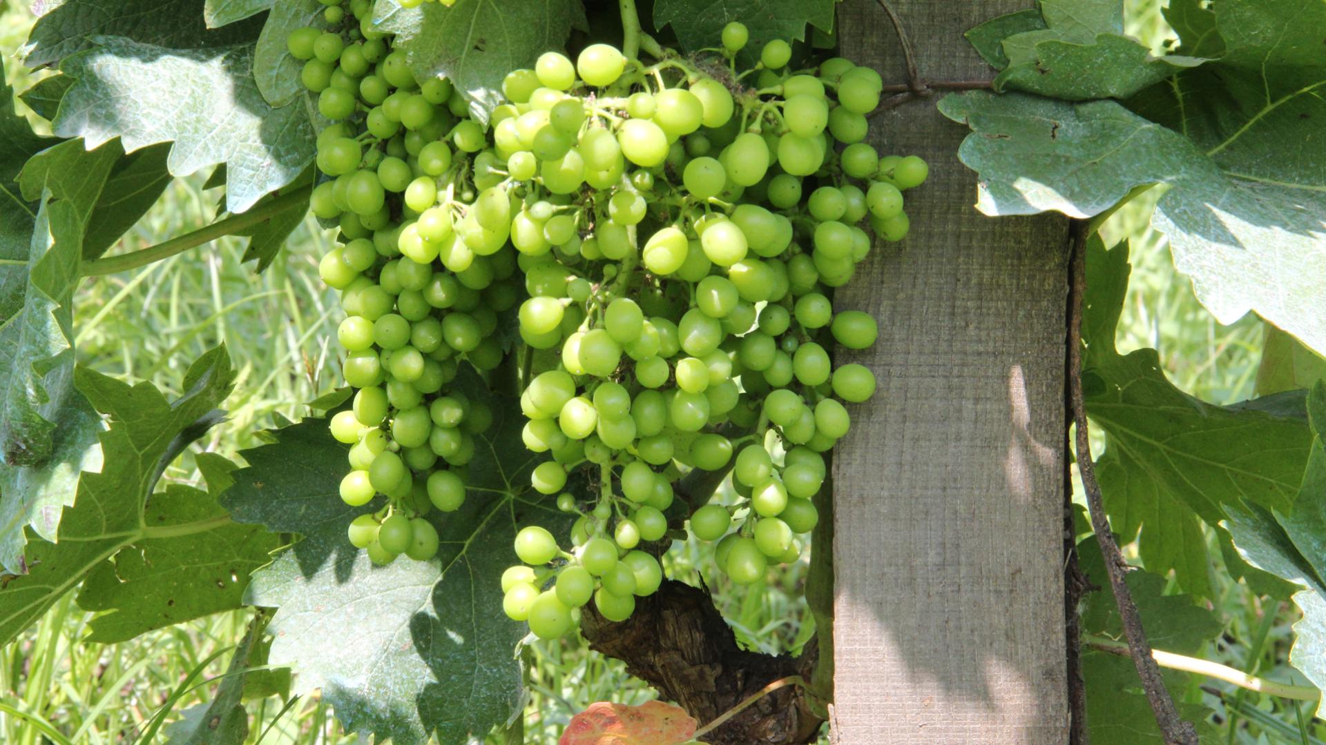 Vigna del Gallo