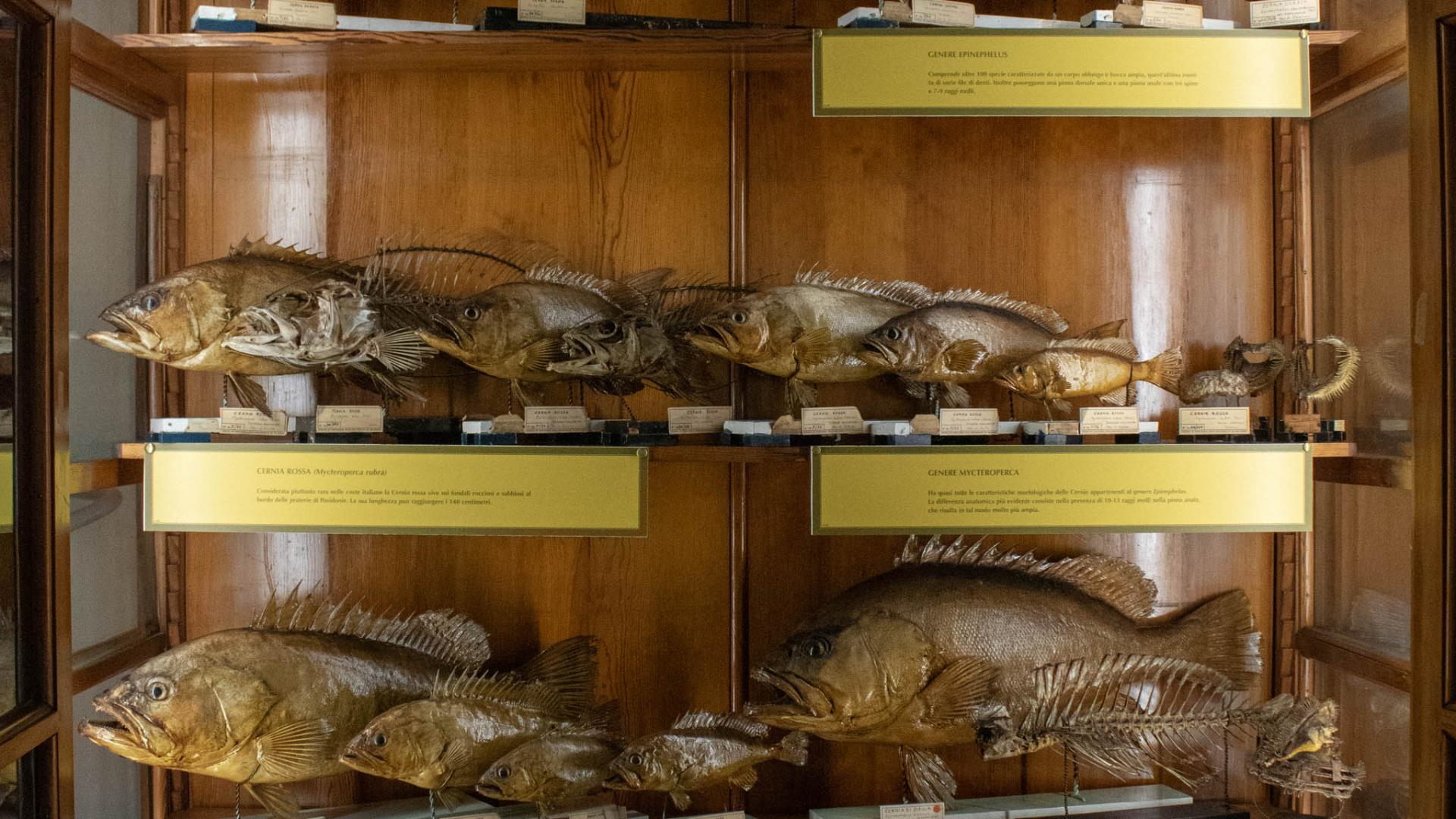 Collezione ittiologica