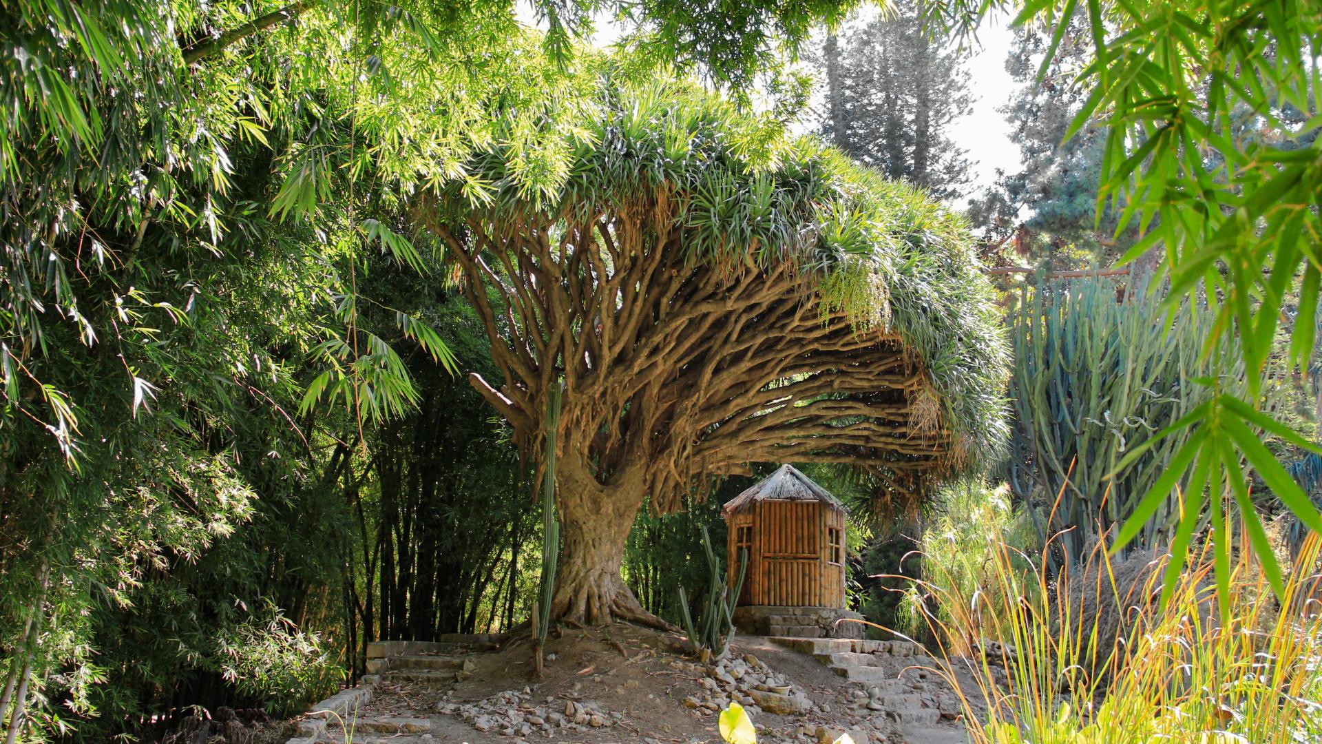 Albero del Drago - Dracaena draco