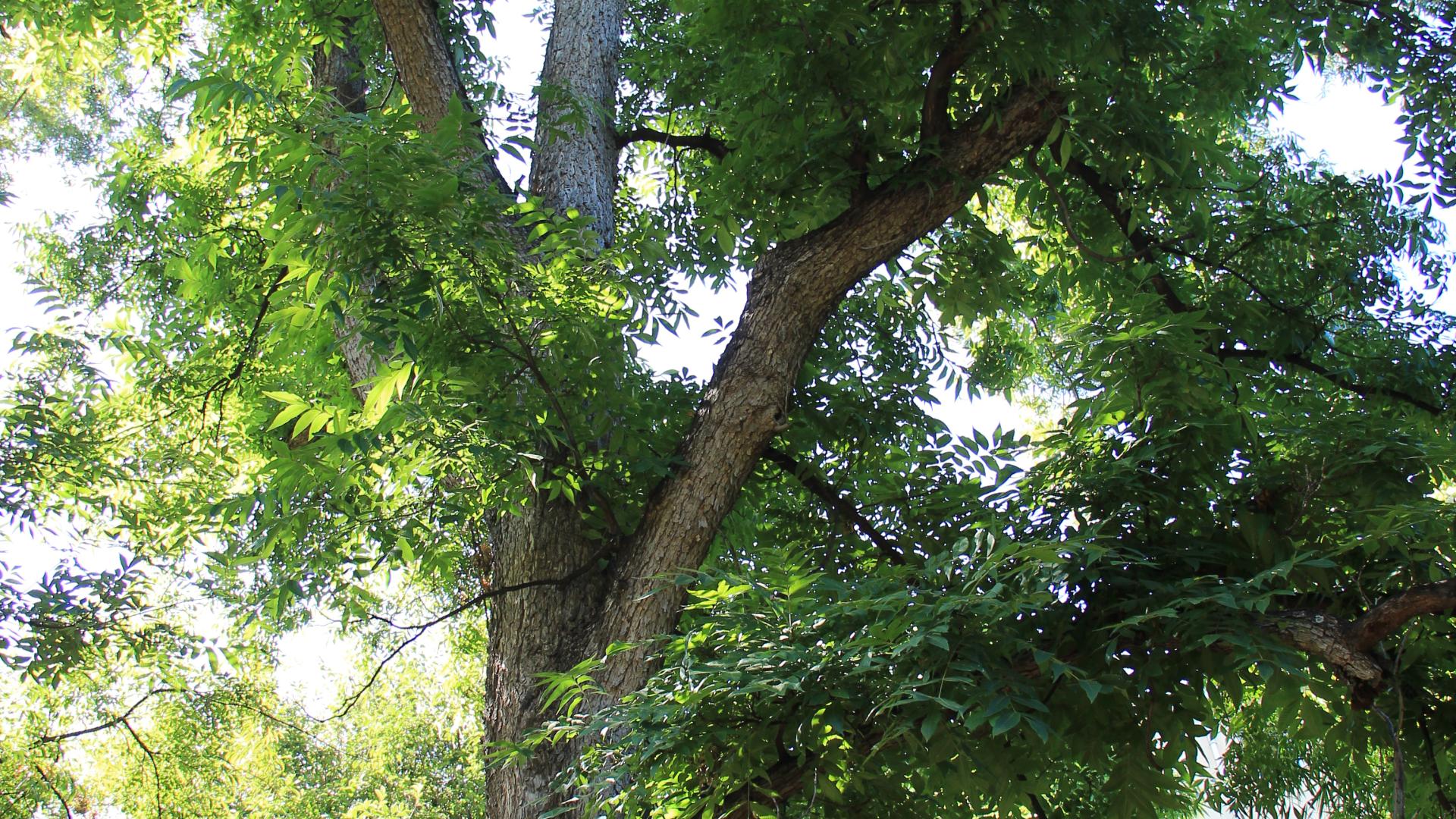 Pecan - Carya illinoinensis 