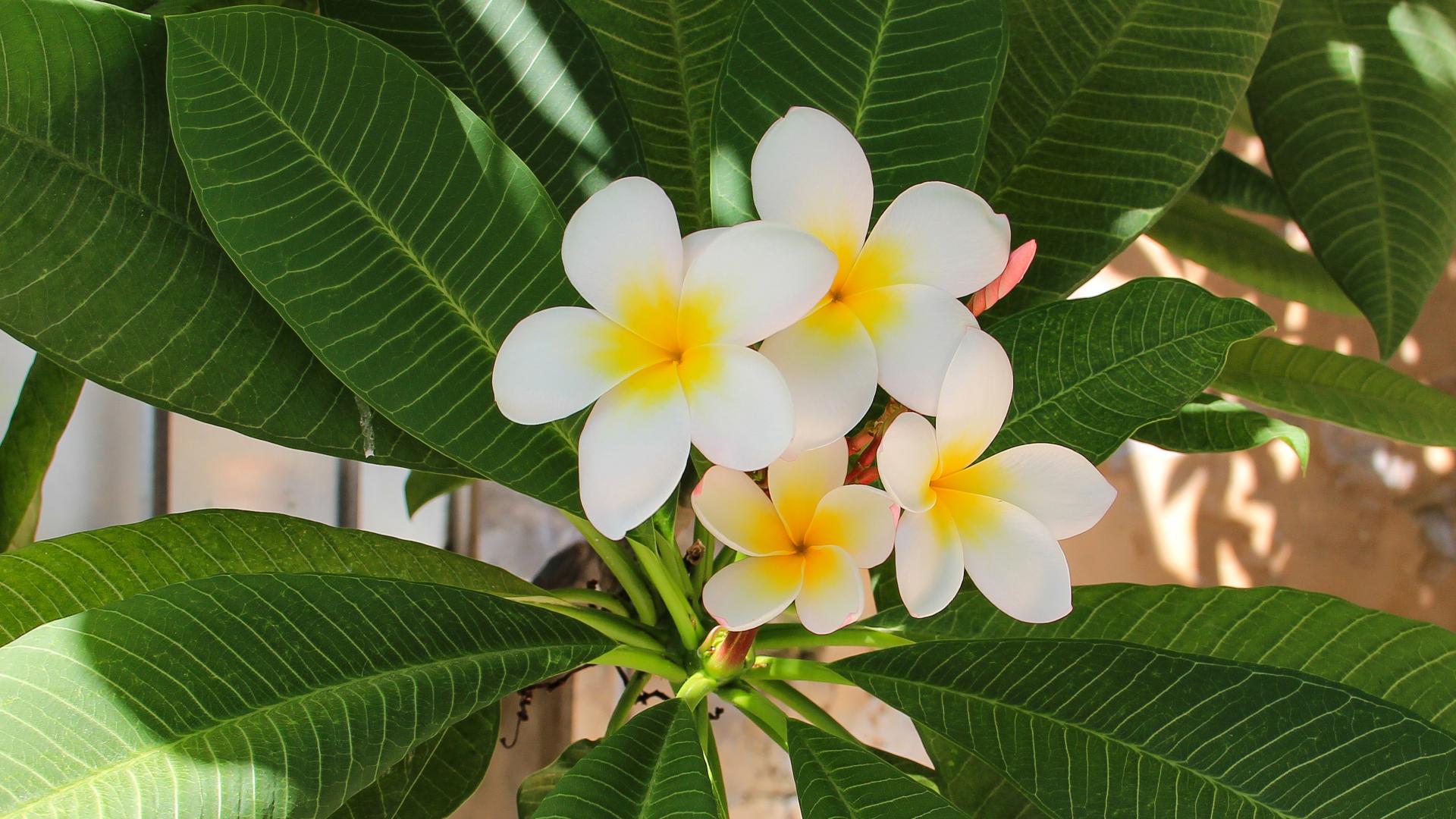 Pomelia - Plumeria rubra