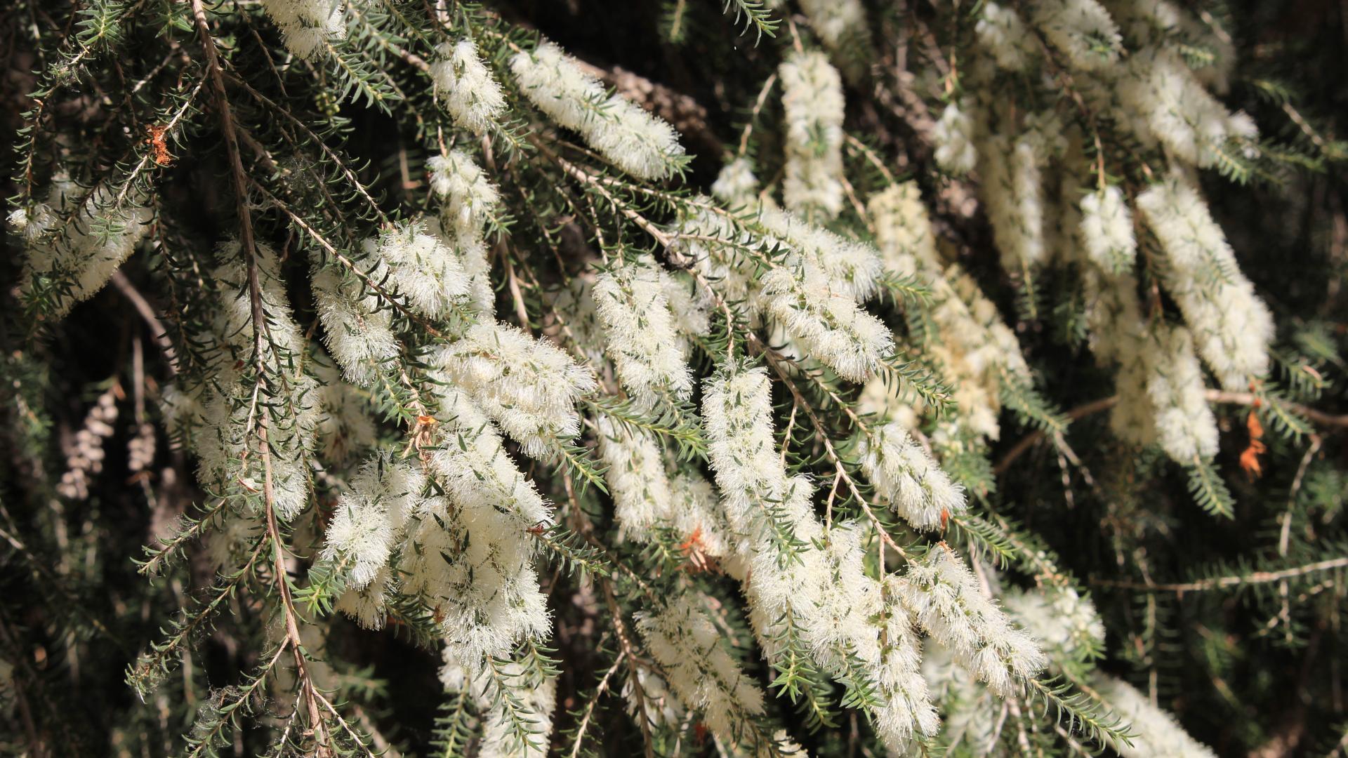 Melaleuca 