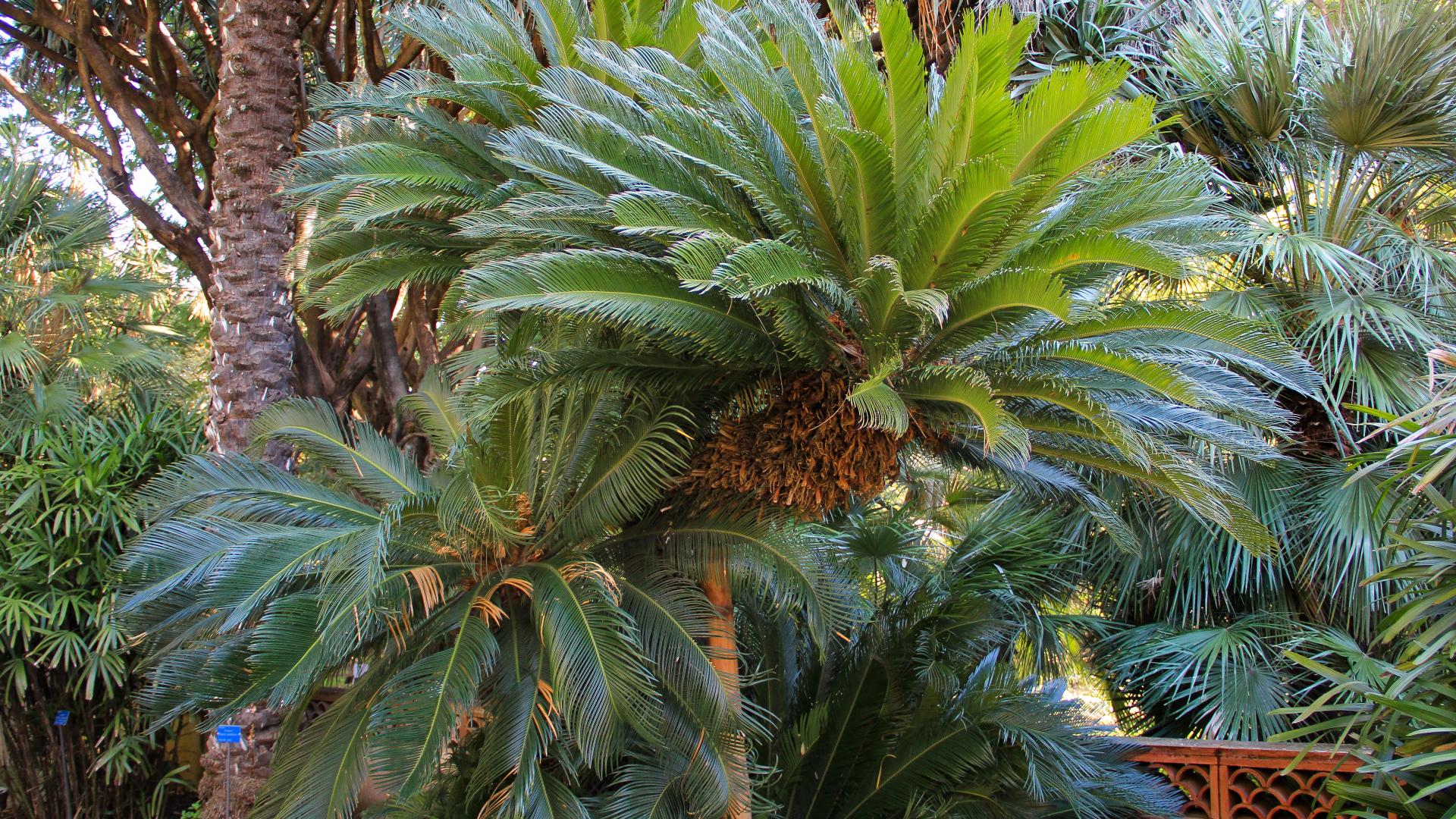 Cycas revoluta