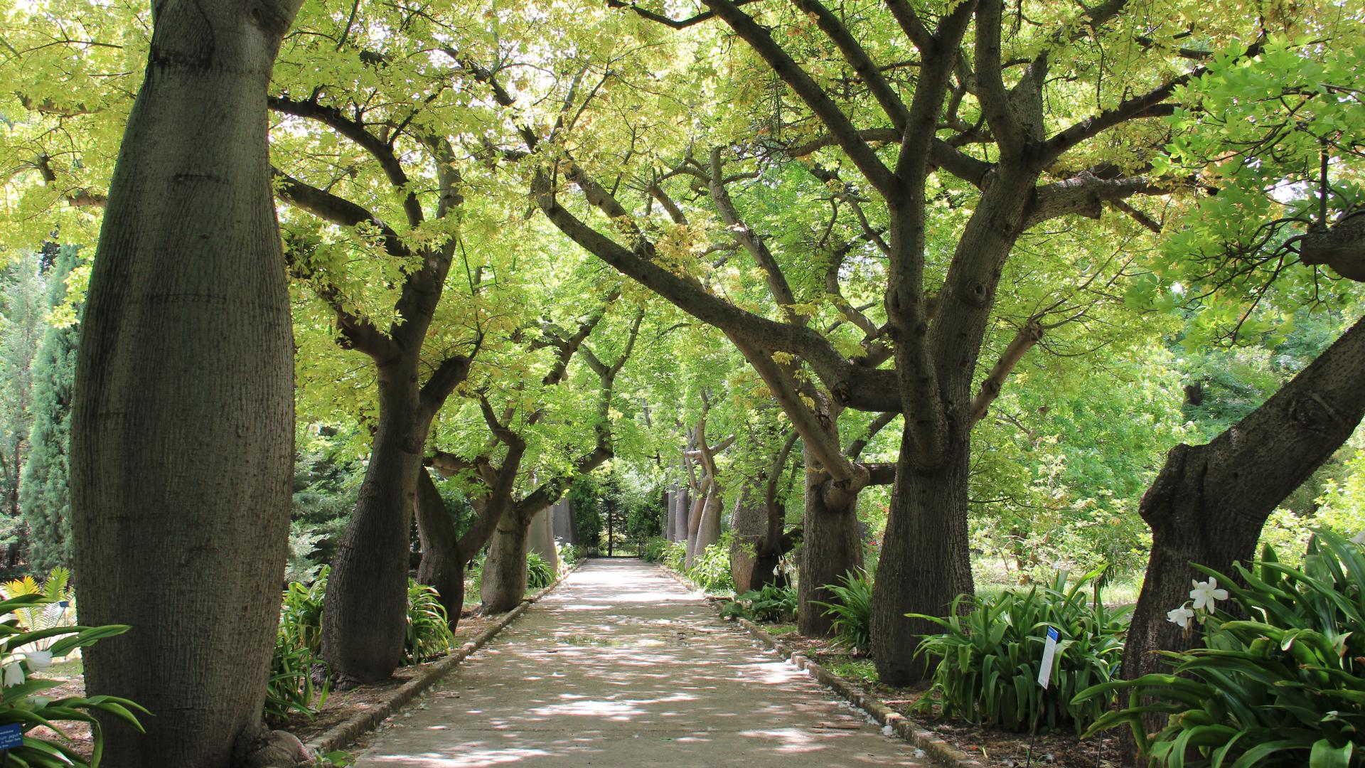 Falso Kapok - Ceiba speciosa