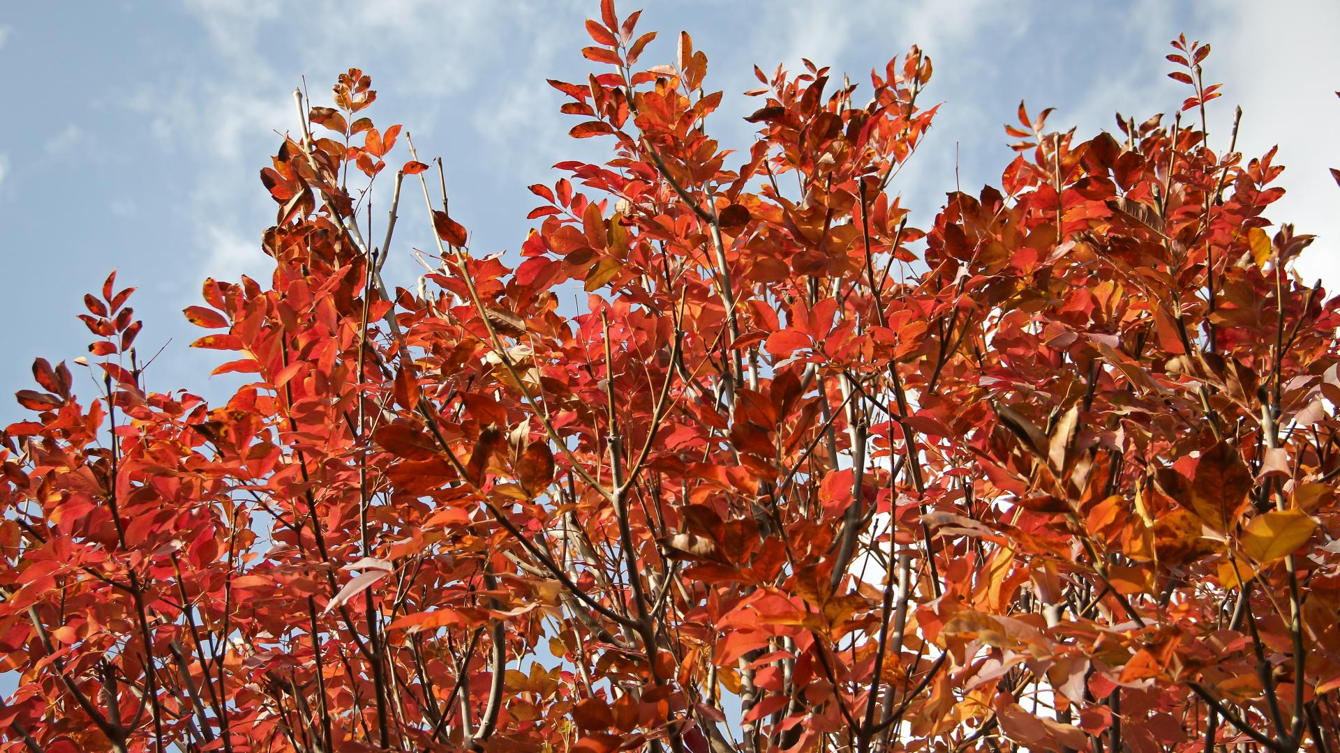 Frassino da manna - Fraxinus ornus Frassino da manna - Fraxinus ornus