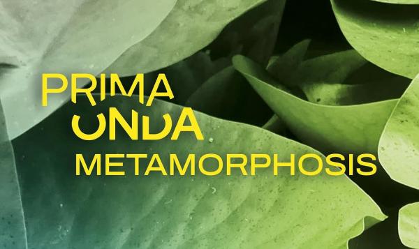 Metamorphosis festival