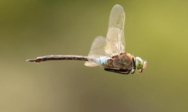 Chasing a dragonfly in Sicily: Insects from the past will help us understand the future of ecosystems
