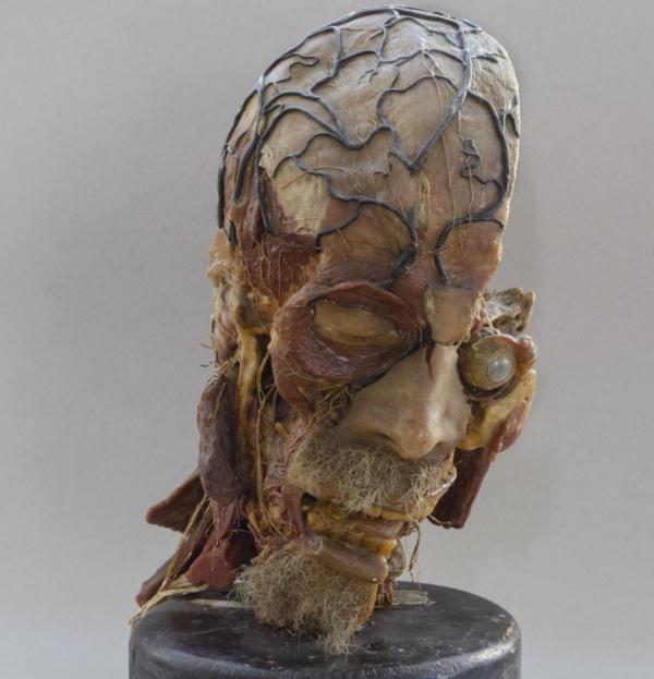 Human Anatomy Collection