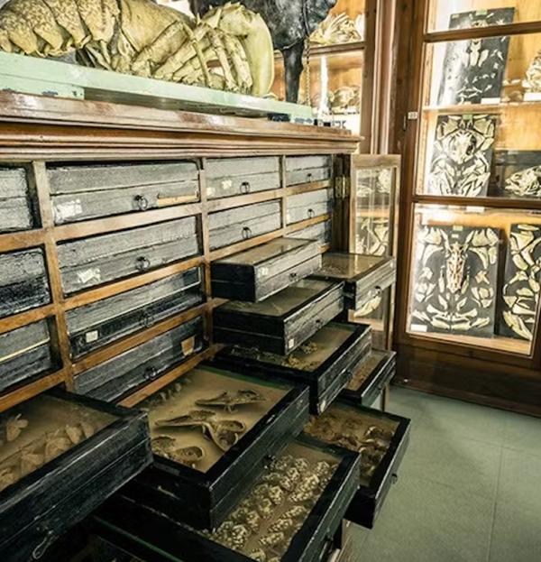 Museum of Zoology Pietro Doderlein