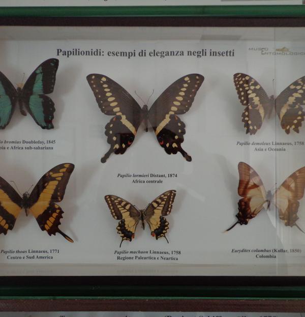 Collection of Agricultural Entomology