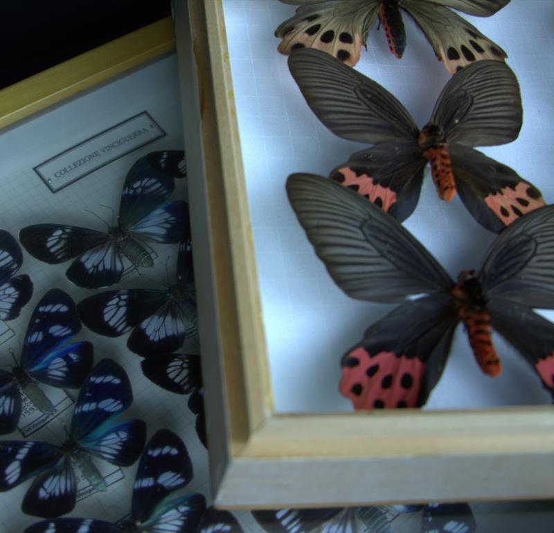 Entomological Collection