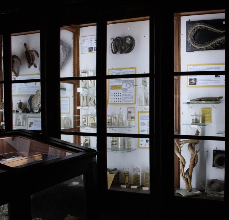 Herpetological Collection