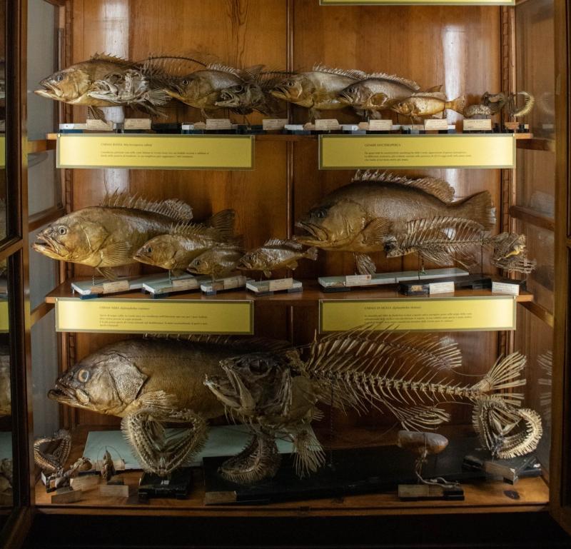 Ichthyological Collection