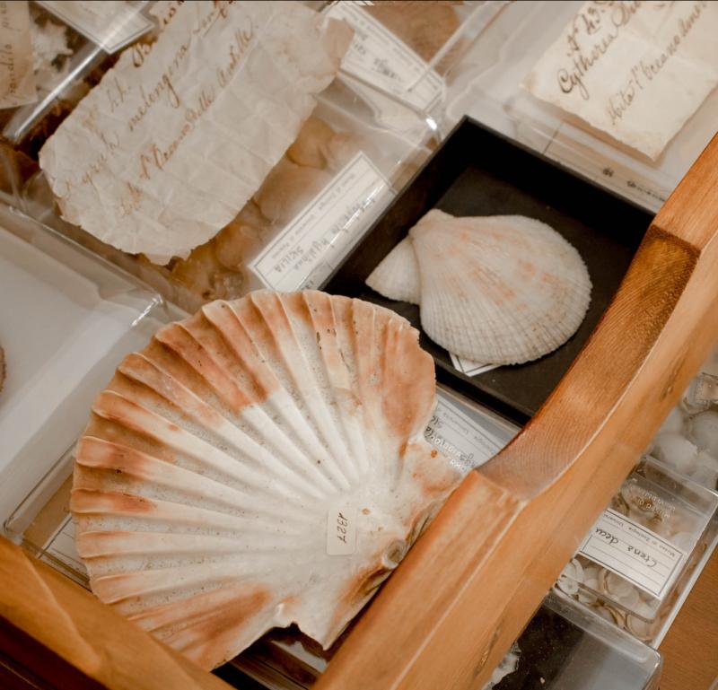 Malacological and Marine Invertebrate Collection