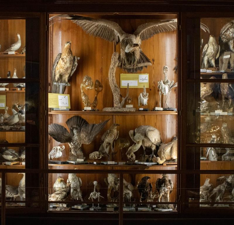 Ornithological Collection