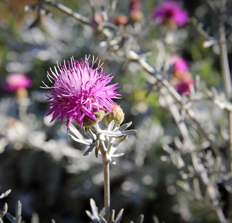 Centaurea erycina