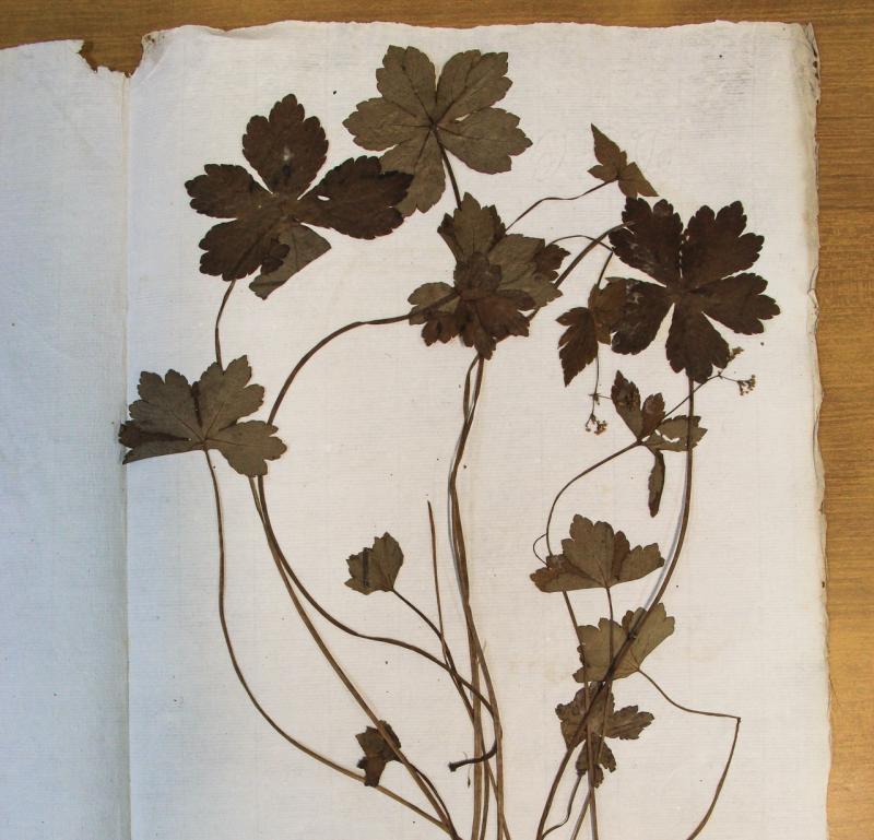 Herbarium