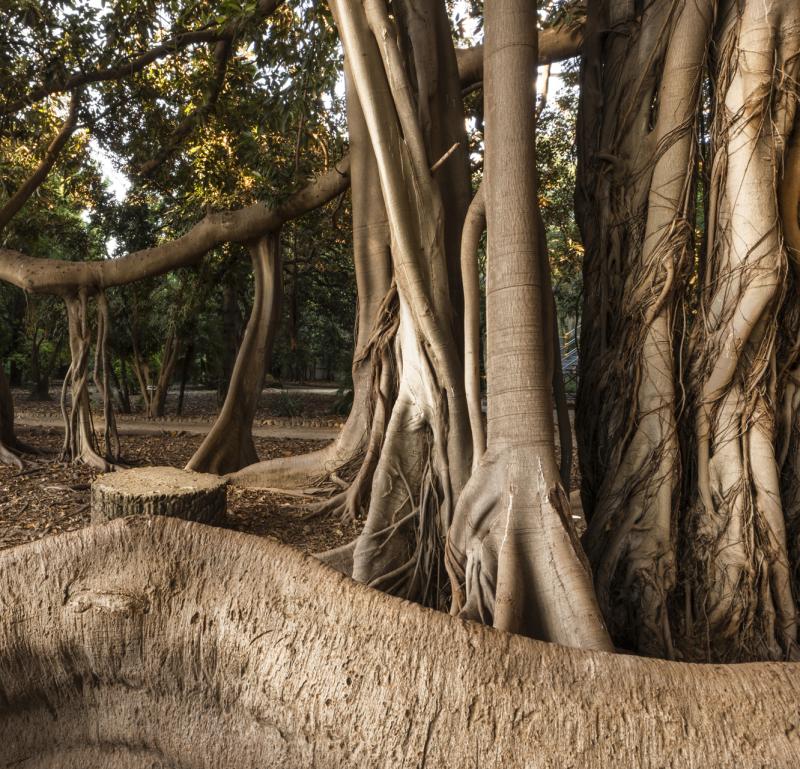 Ficus magnolioide