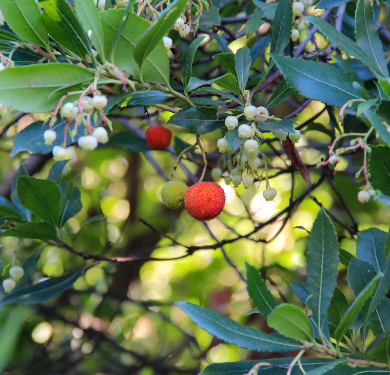 Macchia mediterranea 