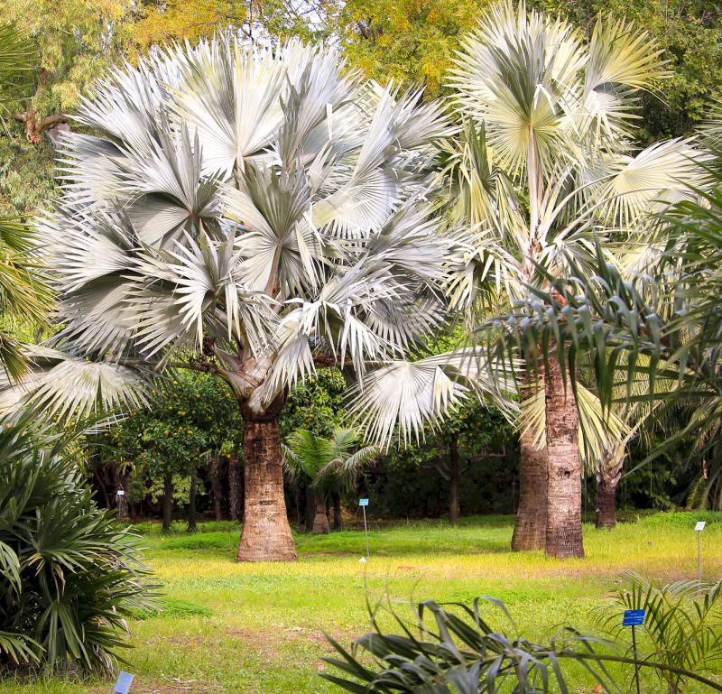 Palmetum