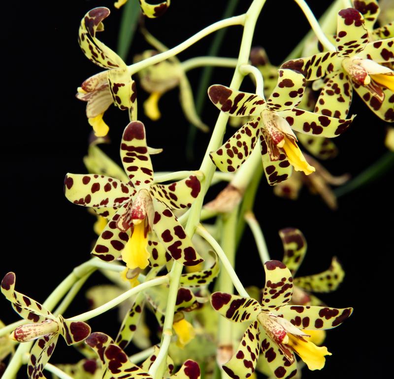 Serre delle Orchidee