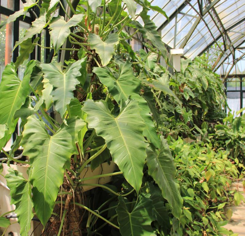 Serra Tropicale