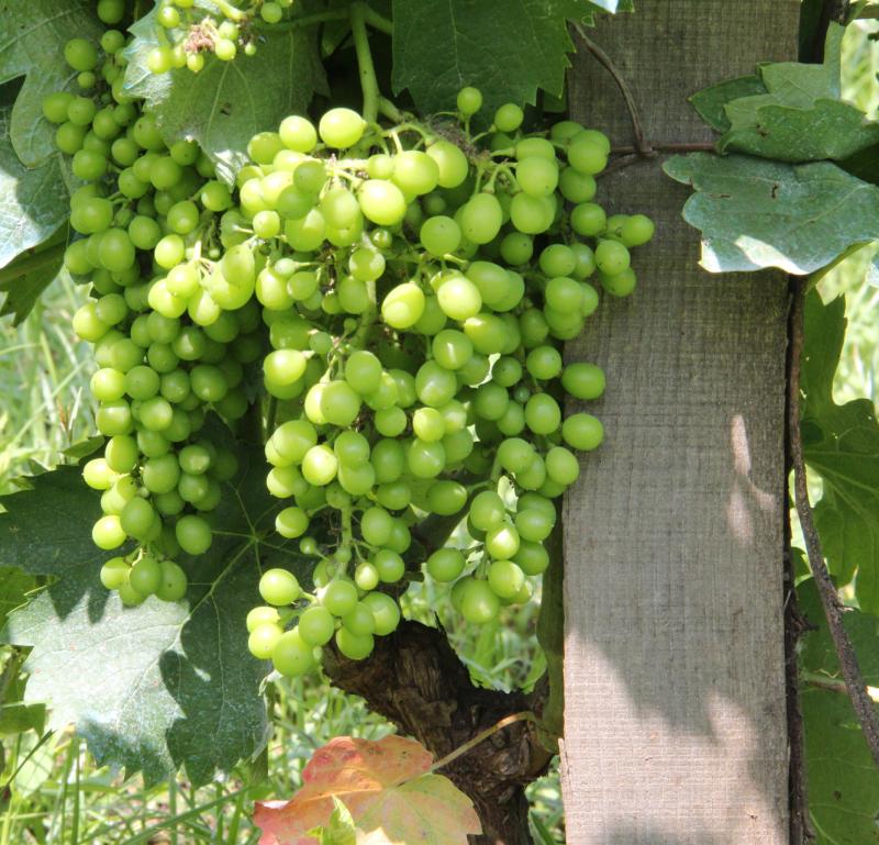 Vigna del Gallo