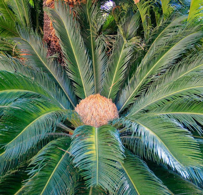 Cycas revoluta