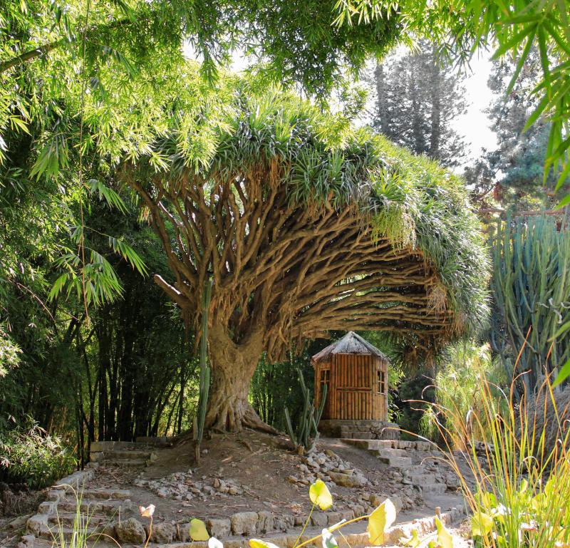 Albero del drago