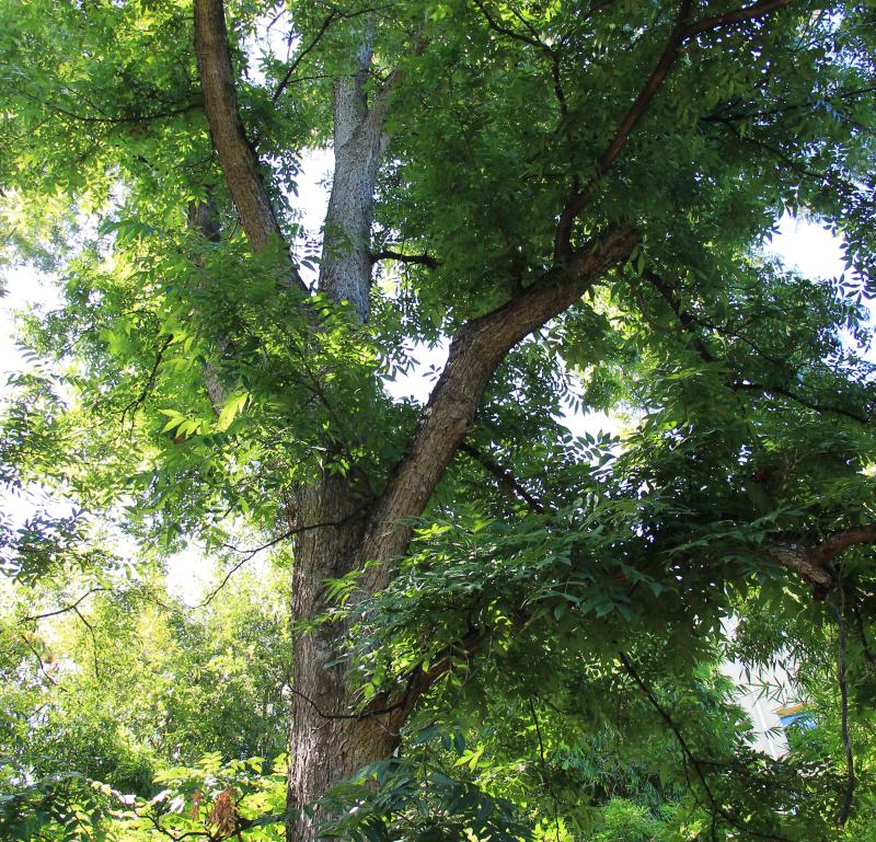 Pecan