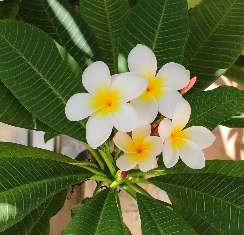 Plumeria rubra