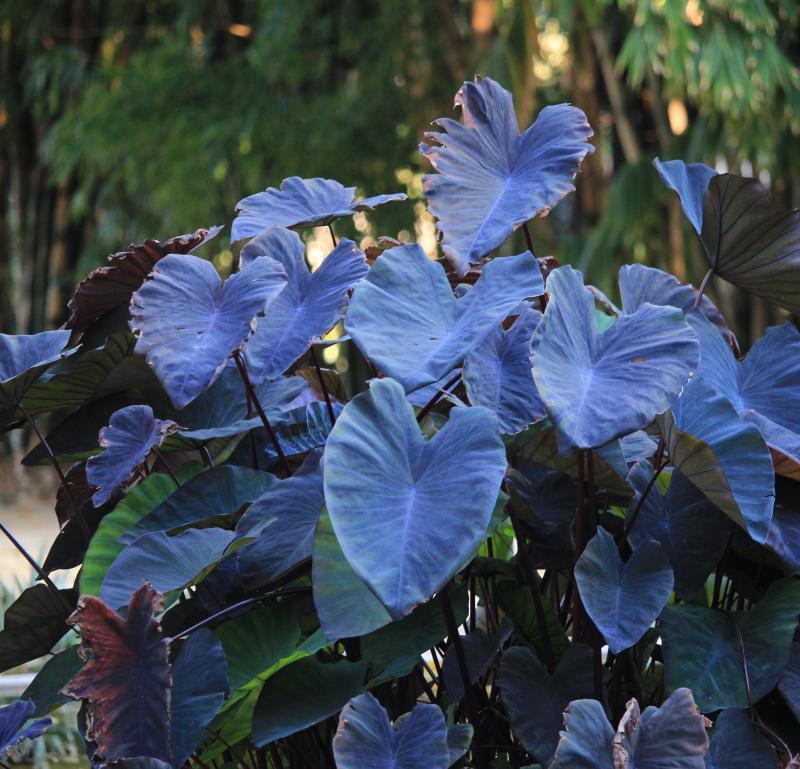 Colocasia escluenta 'Black magic'
