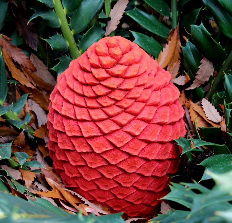 Encephalartos ferox