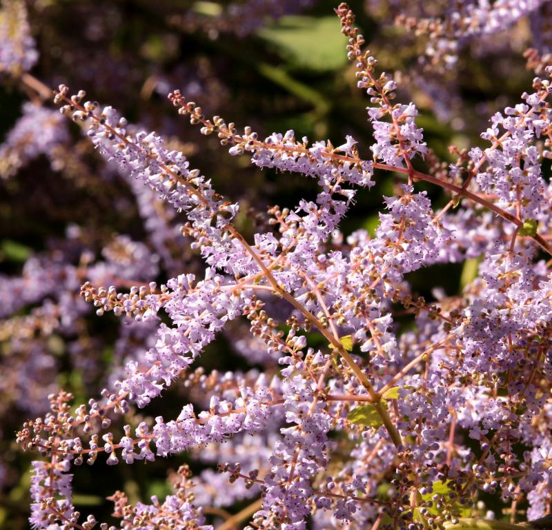 Tetradenia riparia