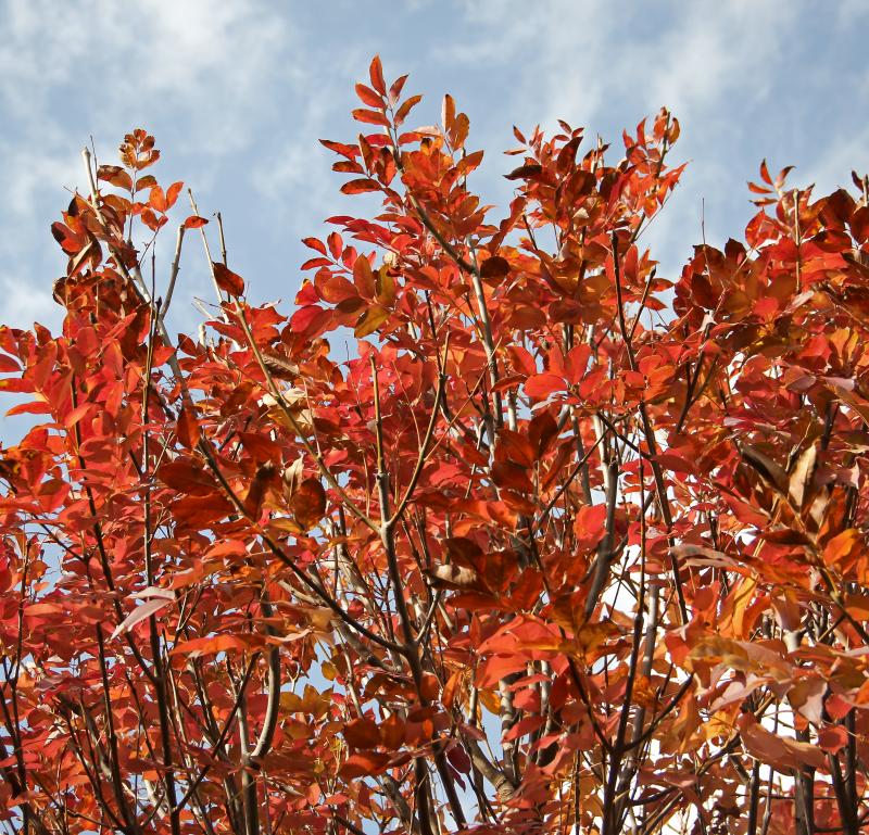 Fraxinus ornus