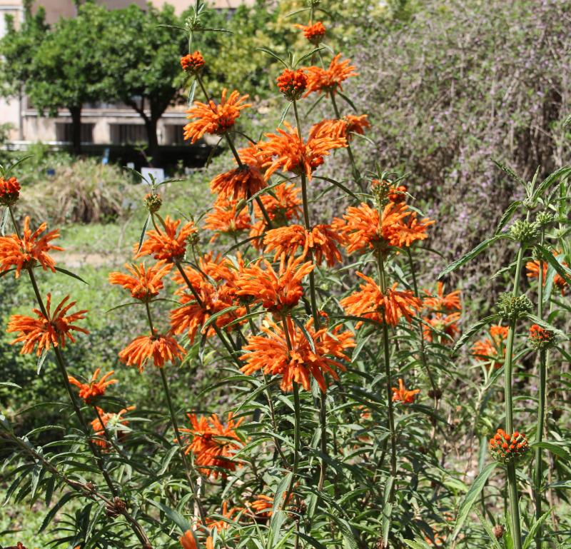 Leonotis leonurus