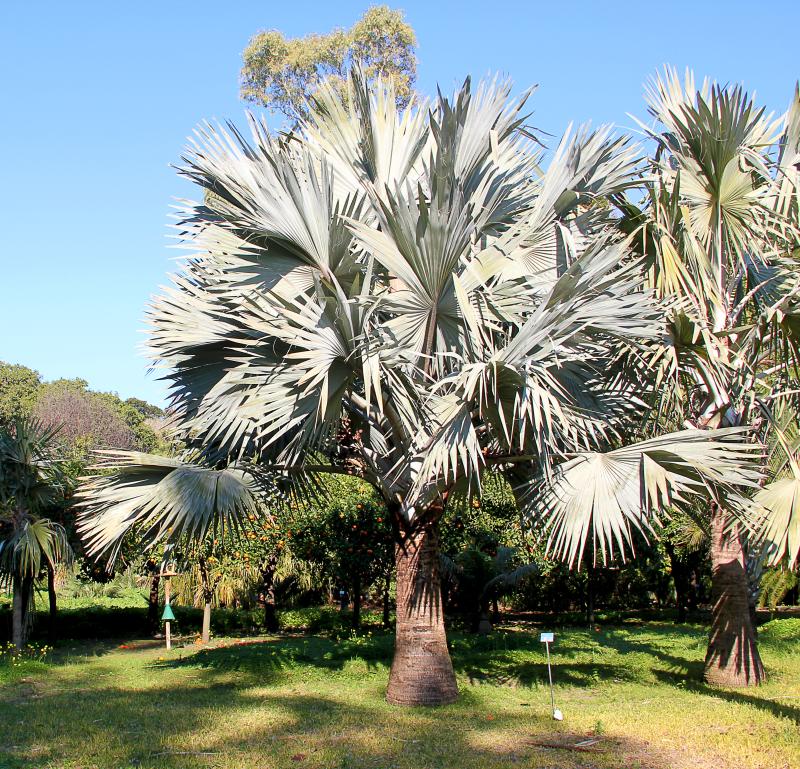 Bismarckia nobilis
