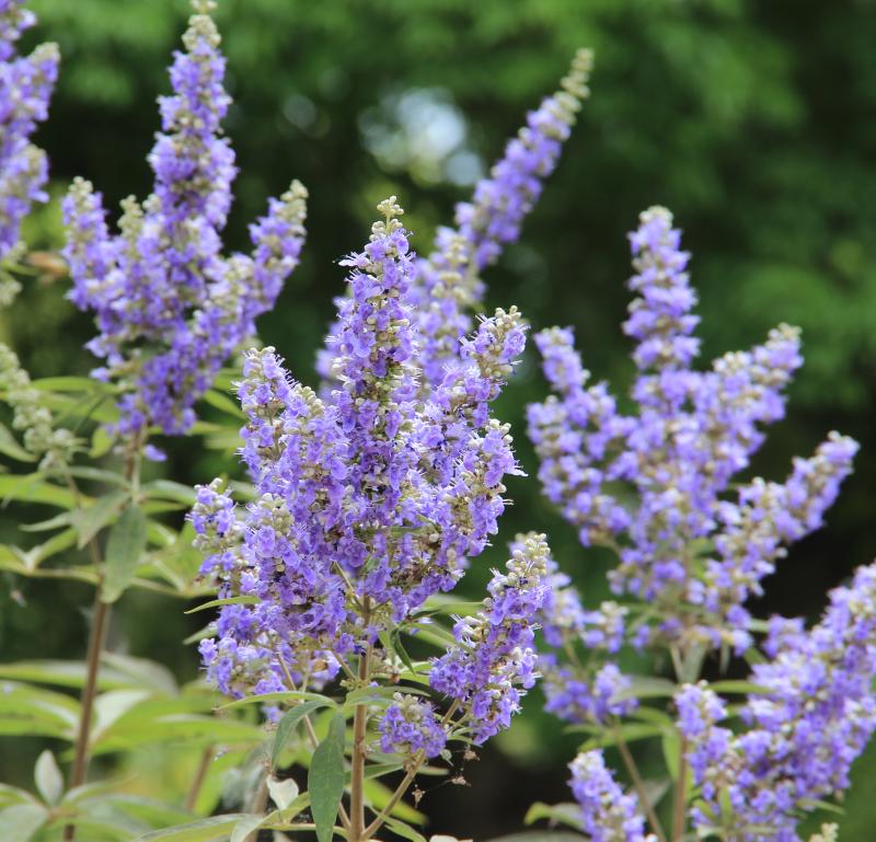 Vitex agnus-castus